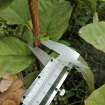 苗场直供没有中间商，西瓜红番石榴苗嫁接口以上有60厘米