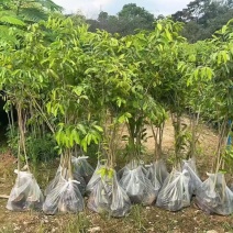 沉香树苗20-100厘米高大批量上市