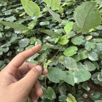 子育苗高萌发柔毛淫羊藿种苗