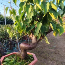 盆栽梅花