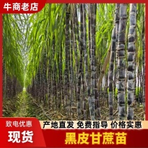 《广西黑皮甘蔗种苗》桂二种苗/基地现挖现发/全国发货