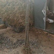 鸡心果树苗