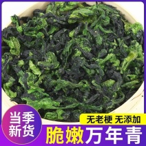 「工厂直销」新货脱水万年青菜干脱水菜芯油菜干批发商超酒店
