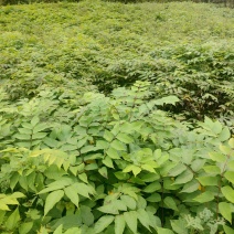 漆树苗大木漆小木漆土漆树基地直销量大