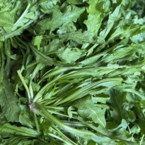 东台荠菜大量有货基地直供新鲜现挖