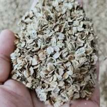 白芷种子