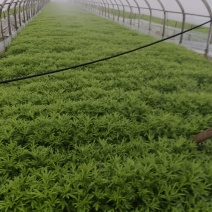 绿荟