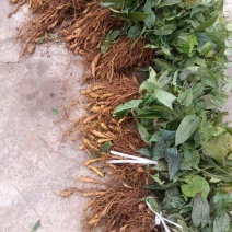 地苦胆（金果榄)种苗