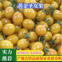 黄金圣女果，货源充足，现摘现发，品质保证产地一手货源