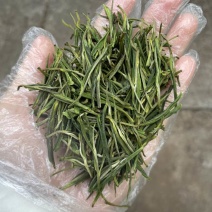 安吉白茶
