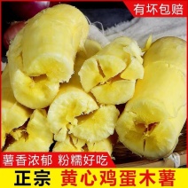 华南九号木薯