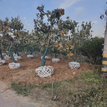 柿子树，苗圃直销，物美廉价，保证成活，果树基地