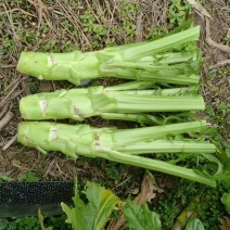 棒菜