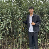 新品种苹果苗，华硕，泰山，鲁红，全红富士等各种品种