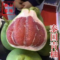 泰国红宝石青柚苗越南青柚子苗暹罗红柚树苗