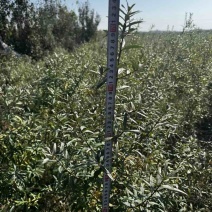 二年生大果深秋红沙棘苗自家种植基地产地直发
