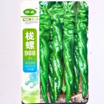 栊螺988早熟陇椒型螺丝椒种子长果型高产抗病脆辣薄皮螺丝