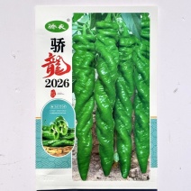 骄龙2026无限生长绿色大果陇椒种子中早熟半麻面钝尖高产