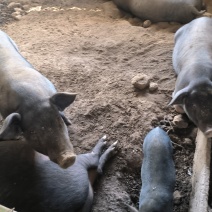浙江宁波黑猪，欢迎江浙沪老板上门，可当地考察！