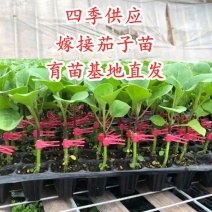 嫁接茄子苗抗病高产长茄嫁接大龙圆茄寿光基地