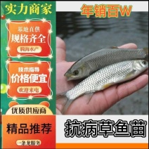 草鱼苗，基地直供，常年大量有货，量大从优，欢迎咨询采购