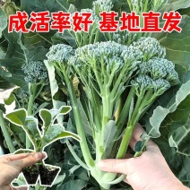 西兰苔秧苗西兰花苗芥蓝芥兰杂交亚兰花菜苔高产