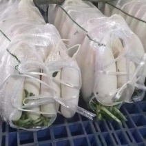 精品白萝卜