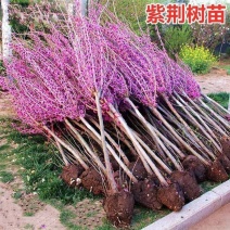 紫荆花树苗四季室外庭院开花树紫荆树苗耐寒绿化工程苗南北方