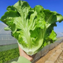 罗马生菜