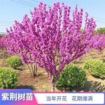 紫荆树苗紫荆花室外植物耐寒名贵盆栽四季庭院苗木绿化风景树