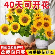包邮）向日葵种子向日葵籽阳台盆栽四季播种开花高杆观赏