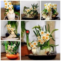 水仙花雕刻