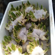 雕刻水仙花