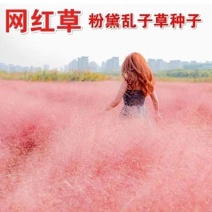 粉黛乱子草植株多年生观赏草毛芒乱子草种子粉米利草
