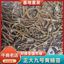 【精品】黄鳝鱼苗正大九号基地孵化提供技术指导专车送货
