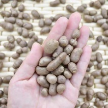 精品山药豆河北山药豆各种规格手工筛选可视频看货