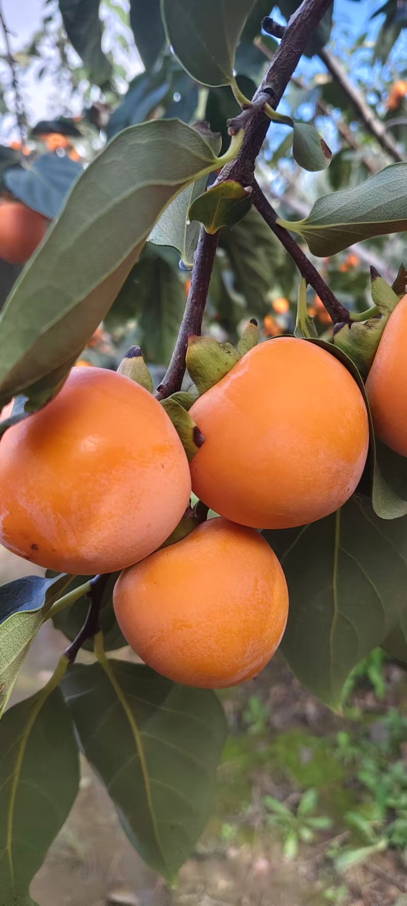 《热卖》山西火葫芦柿子基地直发对接商超电商团购供应链