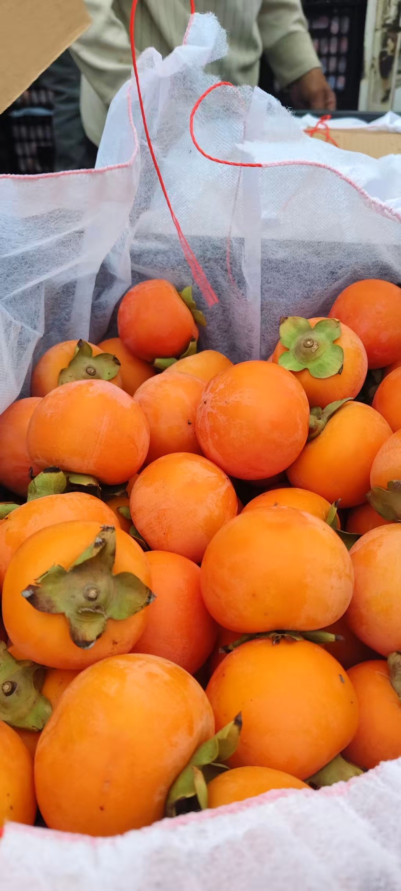 《热卖》山西火葫芦柿子基地直发对接商超电商团购供应链