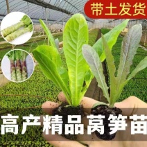 蔬菜苗耐寒莴苣秧苗青皮红皮莴笋苗阳台芹菜苗生菜苗秋冬种植