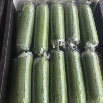 精品肉丝瓜