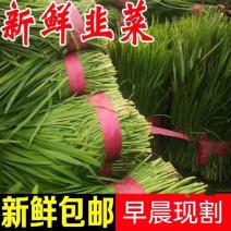 新鲜韭菜当季蔬菜鲜嫩多汁现割自家种植宽叶韭菜蔬菜