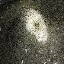 大量供应田菁籽
