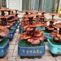 灵芝盆景嫁接三层，家庭摆件，前台摆件盆景办公室装饰