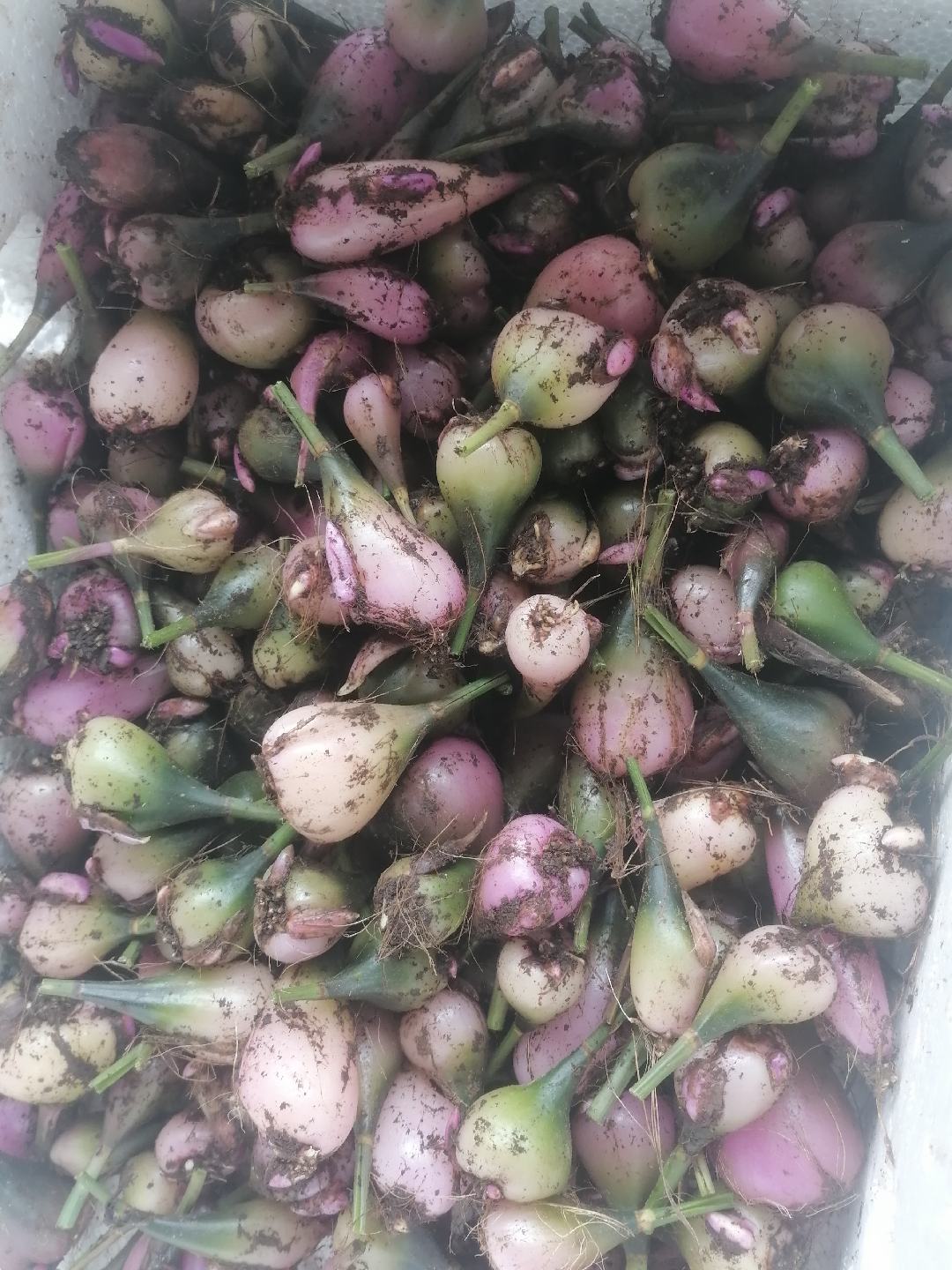 [毛慈菇批发]云南昆明禄劝县毛慈菇 400.00元/斤冰球子 _ 一亩田