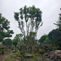 低分枝蓝花楹成活率高欢迎来电详谈免费技术指导