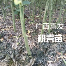 积壳苗广西枳壳小苗。欢迎来电，欢迎下单诚信经营