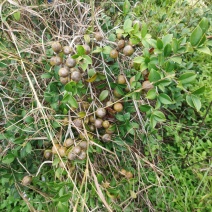 山茶果