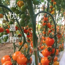 嘉优喜事圣女果品质保证一手货源常年供应量大从优价格面