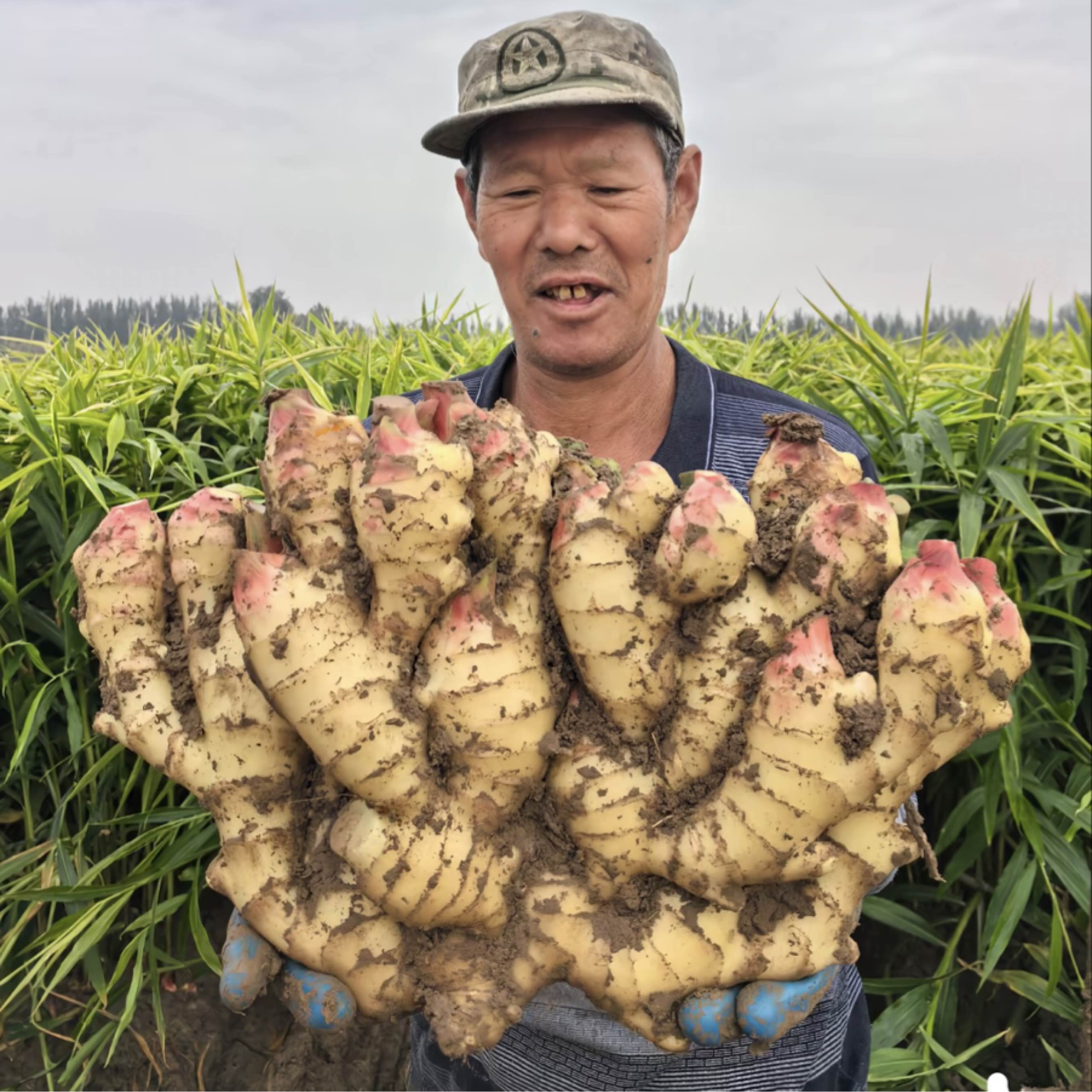 [大黄姜批发]山东潍坊安丘市生姜 1.00元/斤安丘-【鲜姜 老 _ 一亩田