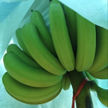 香蕉